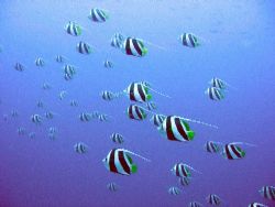 schooling bannerfish by Gordana Zdjelar 